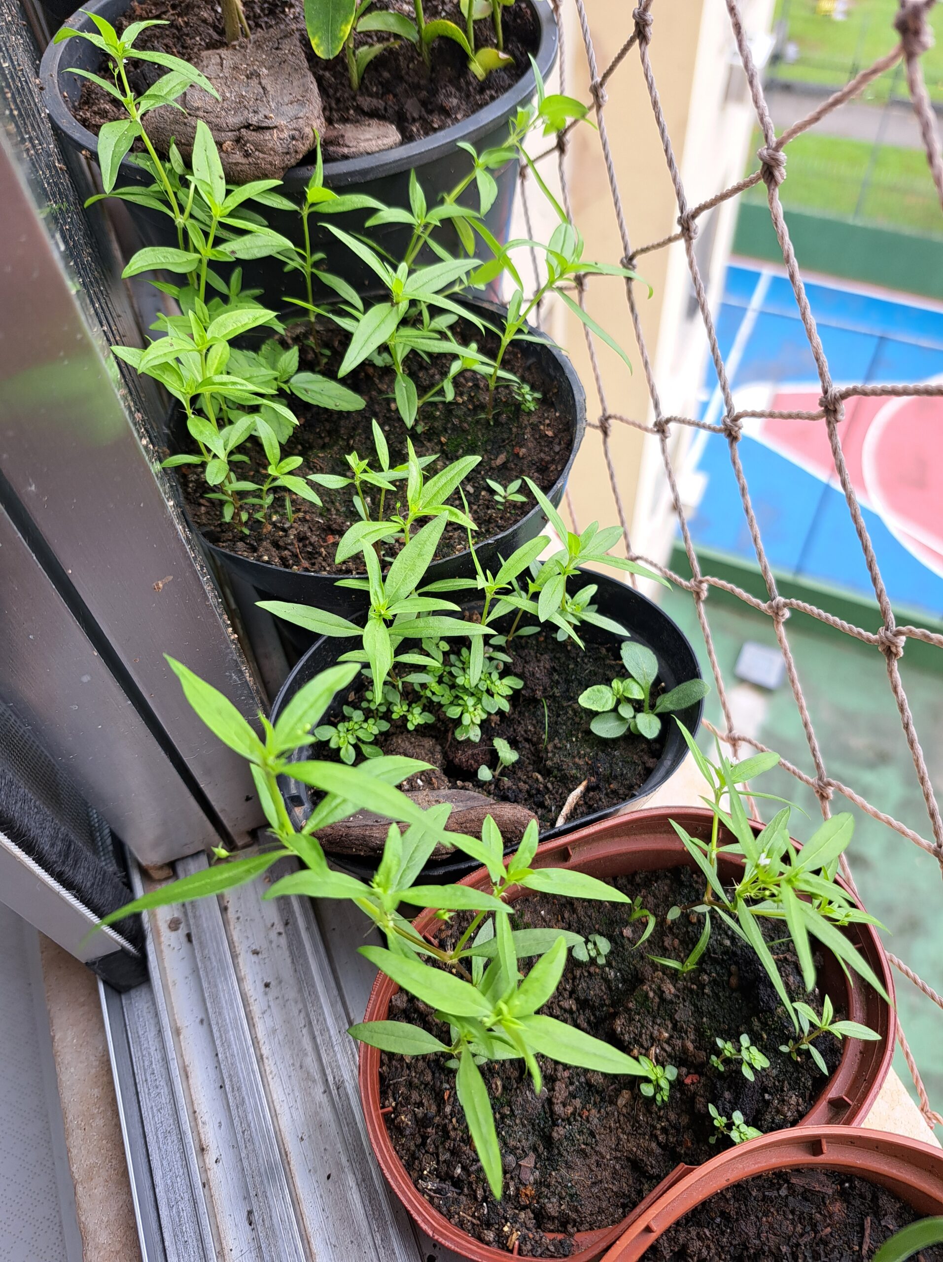 Vendo mudas de Acerola