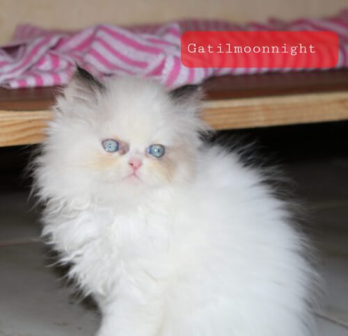 vendo gatos Persa e Himalayan