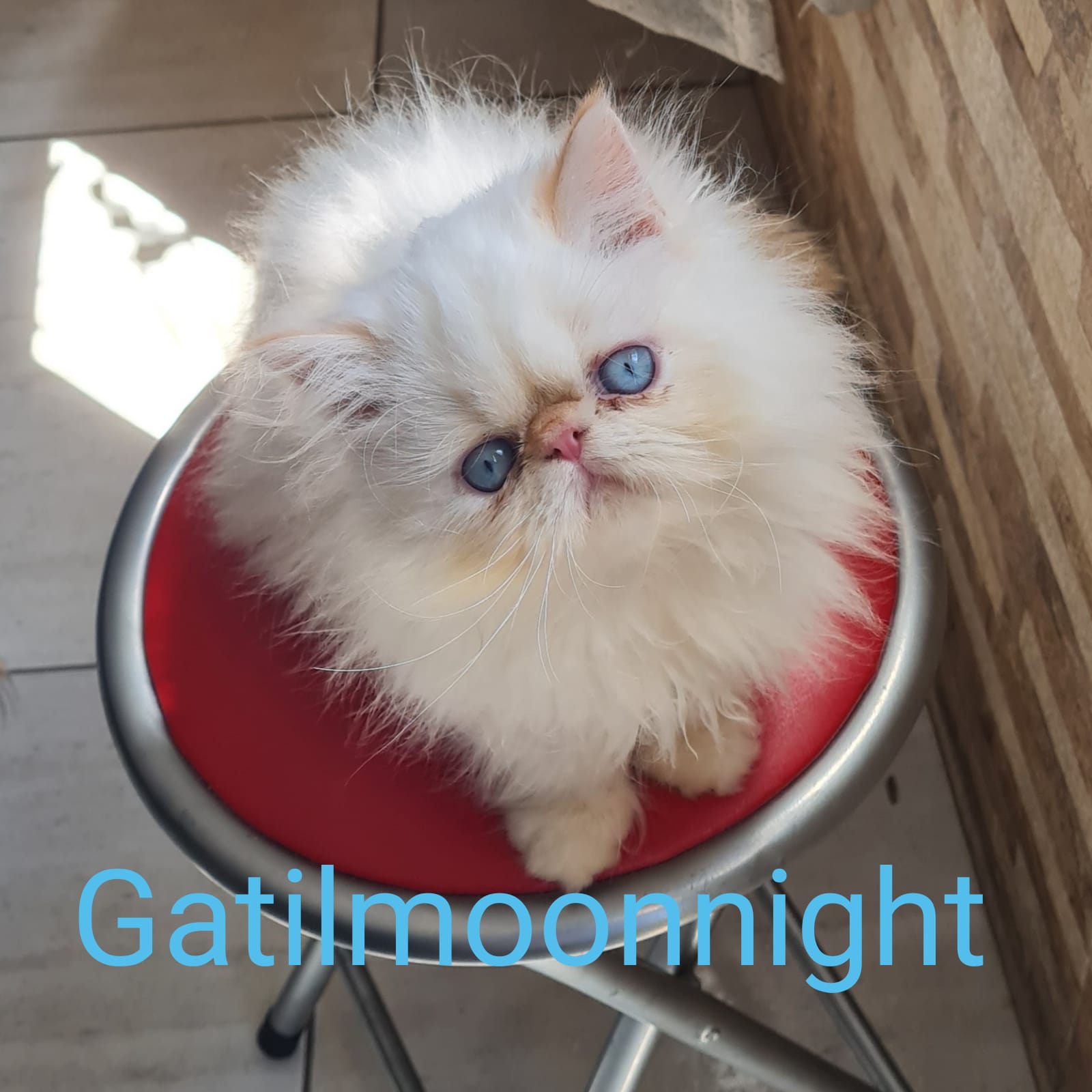 vendo gatos Persa e Himalayan