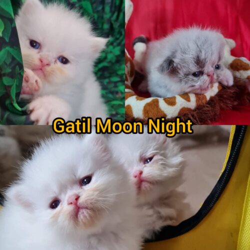 vendo gatos Persa e Himalayan