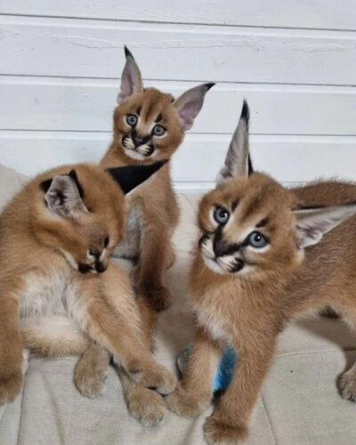gatinhos serval, savana e caracal