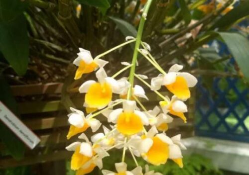 CASA PORTUGUESA – ILHA POR SITIO ….