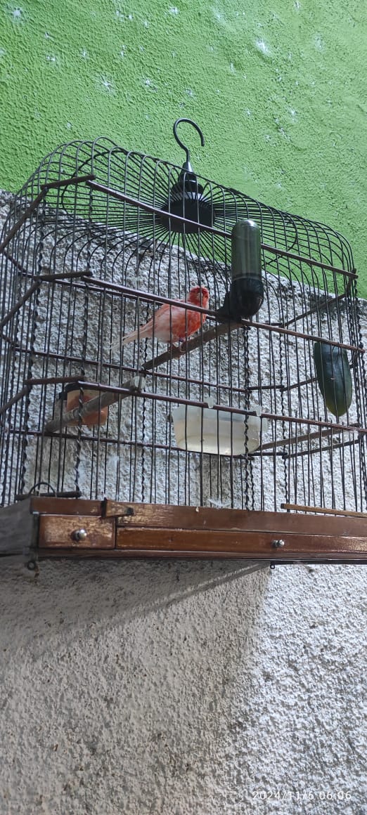 Viveiros de pássaros