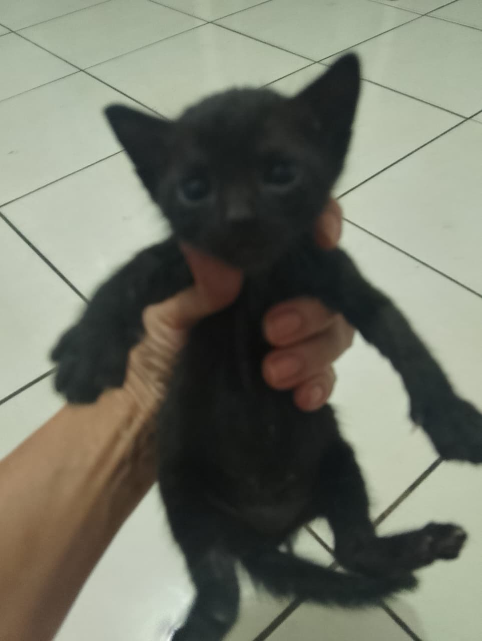 Doa-se filhotes de gatos