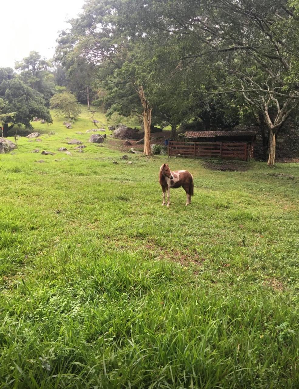 Sítio 10.000m² vendo