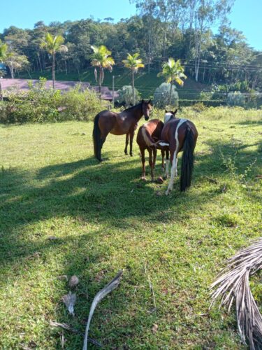 SÍTIO 7.8 HECTARES  ITABORAÍ VENDO
