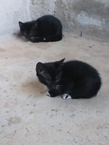 Doação de 3 gatinhas